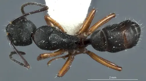 Camponotus rudis specimen JDM32-001296-2 image jdm32-001296-2_1