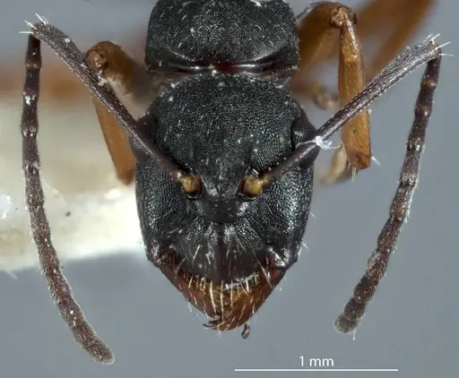 Camponotus rudis specimen JDM32-001296-2 image jdm32-001296-2_2