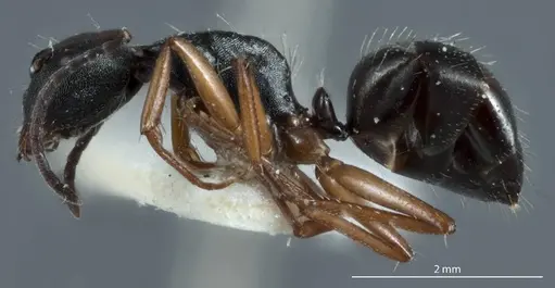 Camponotus rudis specimen JDM32-001296-2 image jdm32-001296-2_3