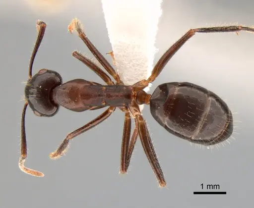 Camponotus rufifemur specimen CASENT0882011 image casent0882011_1