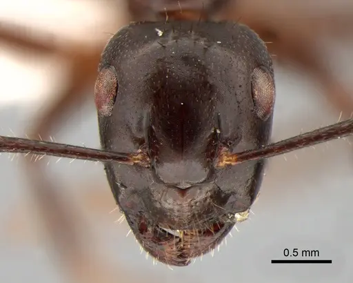 Camponotus rufifemur specimen CASENT0882011 image casent0882011_2