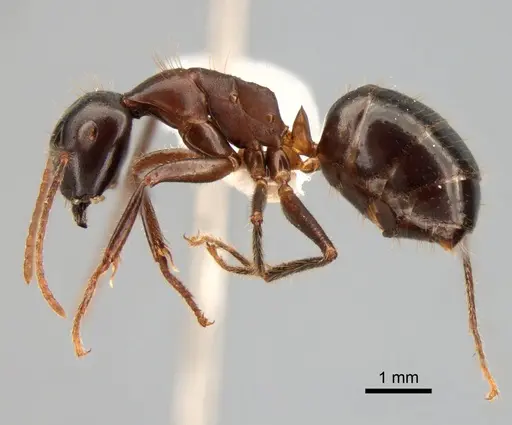 Camponotus rufifemur specimen CASENT0882011 image casent0882011_3