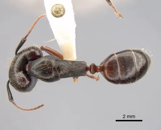 Camponotus rufifemur specimen CASENT0882012 image casent0882012_1