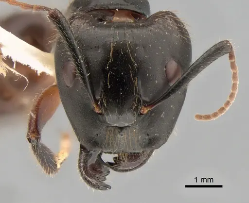 Camponotus rufifemur specimen CASENT0882012 image casent0882012_2