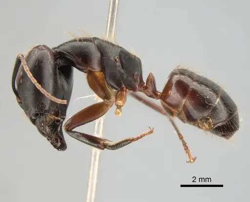 Camponotus rufifemur specimen CASENT0882012 image casent0882012_3