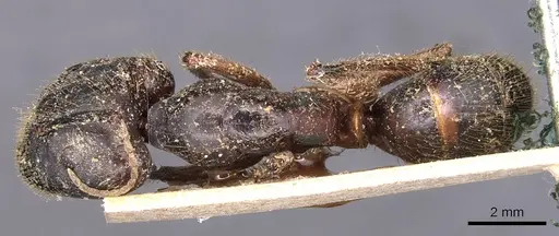 Camponotus rufifemur specimen CASENT0905437 image casent0905437_1