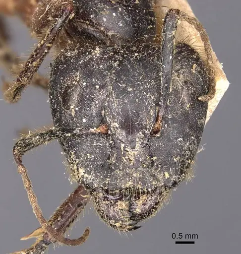 Camponotus rufifemur specimen CASENT0905437 image casent0905437_2