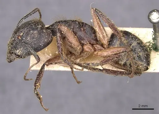 Camponotus rufifemur specimen CASENT0905437 image casent0905437_3