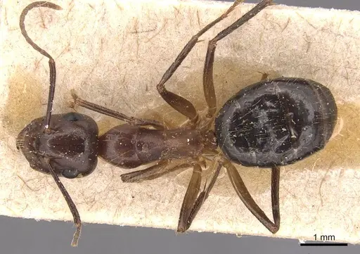 Camponotus rufifemur specimen CASENT0905438 image casent0905438_1