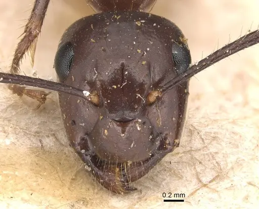 Camponotus rufifemur specimen CASENT0905438 image casent0905438_2