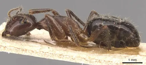 Camponotus rufifemur specimen CASENT0905438 image casent0905438_3