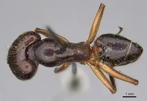 Camponotus rufifemur specimen CASENT0906960 image casent0906960_1
