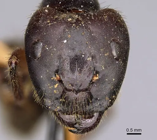 Camponotus rufifemur specimen CASENT0906960 image casent0906960_2