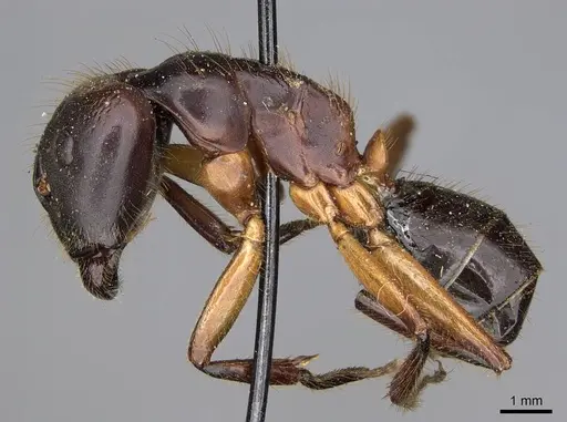 Camponotus rufifemur specimen CASENT0906960 image casent0906960_3
