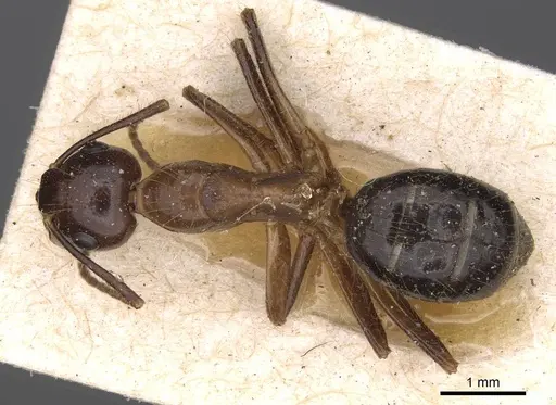 Camponotus rufifemur specimen CASENT0906961 image casent0906961_1