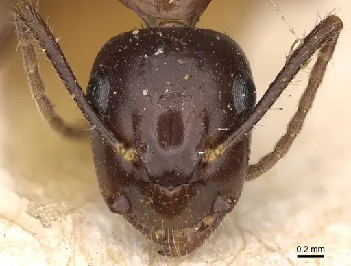 Camponotus rufifemur specimen CASENT0906961 image casent0906961_2