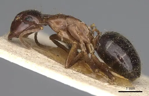 Camponotus rufifemur specimen CASENT0906961 image casent0906961_3
