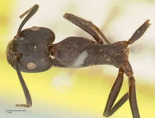 Camponotus rufifemur specimen FOCOL2333 image focol2333_1