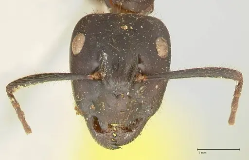 Camponotus rufifemur specimen FOCOL2333 image focol2333_2