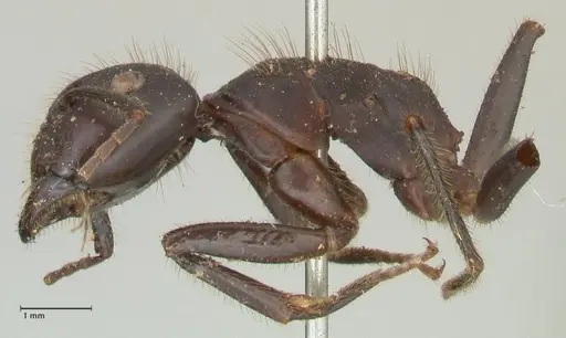 Camponotus rufifemur specimen FOCOL2333 image focol2333_3