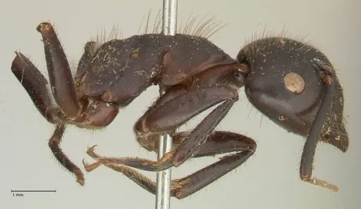 Camponotus rufifemur specimen FOCOL2333 image focol2333_4