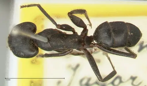 Camponotus rufifemur specimen FOCOL2334 image focol2334_1