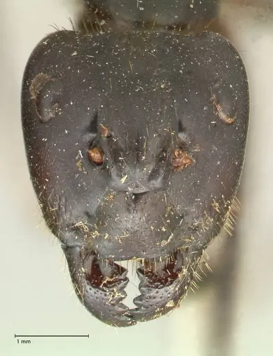 Camponotus rufifemur specimen FOCOL2334 image focol2334_2