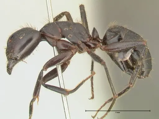 Camponotus rufifemur specimen FOCOL2334 image focol2334_3