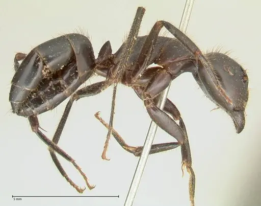 Camponotus rufifemur specimen FOCOL2334 image focol2334_4