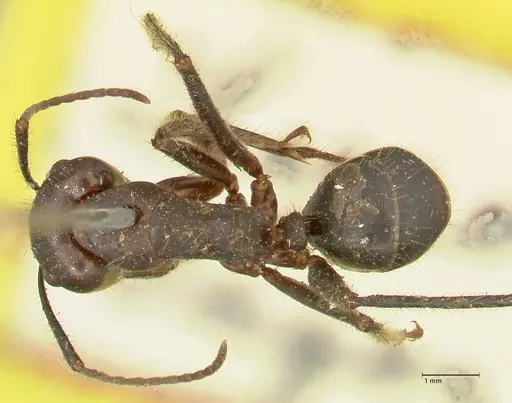 Camponotus rufifemur specimen FOCOL2335 image focol2335_1