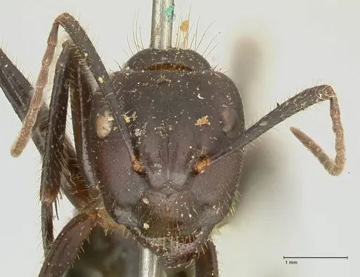Camponotus rufifemur specimen FOCOL2335 image focol2335_2