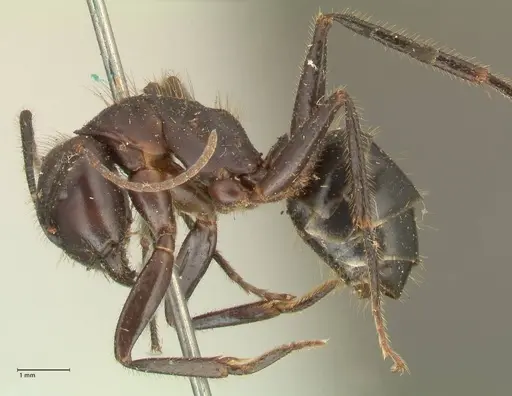 Camponotus rufifemur specimen FOCOL2335 image focol2335_3
