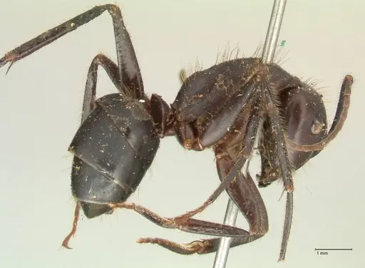 Camponotus rufifemur specimen FOCOL2335 image focol2335_4