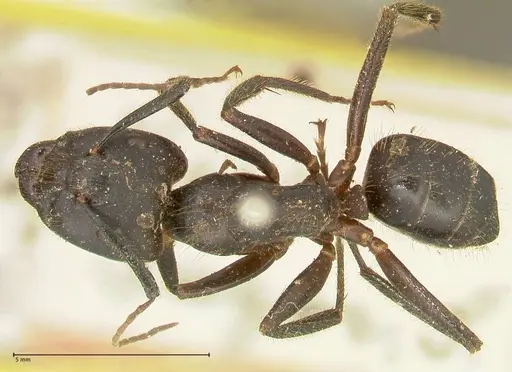 Camponotus rufifemur specimen FOCOL2336 image focol2336_1