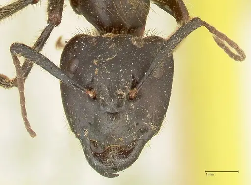 Camponotus rufifemur specimen FOCOL2336 image focol2336_2