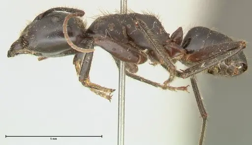 Camponotus rufifemur specimen FOCOL2336 image focol2336_3