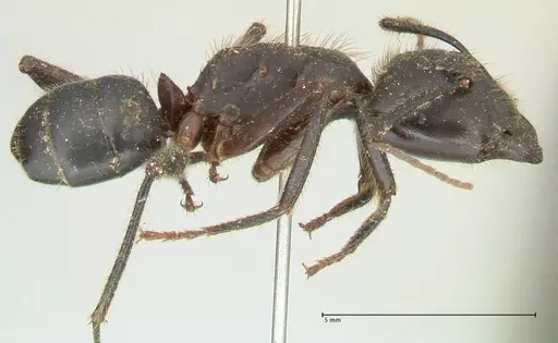 Camponotus rufifemur specimen FOCOL2336 image focol2336_4