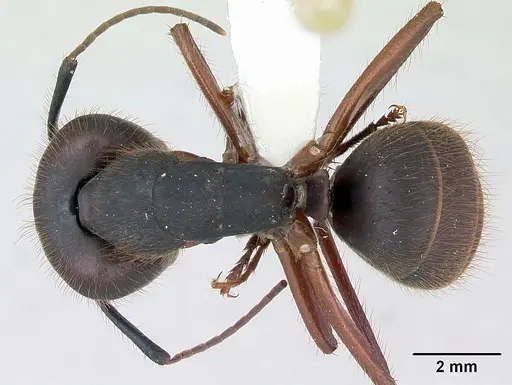 Camponotus rufipes specimen CASENT0173444 image casent0173444_1