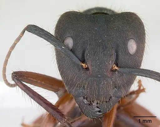 Camponotus rufipes specimen CASENT0173444 image casent0173444_2