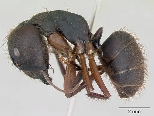 Camponotus rufipes specimen CASENT0173444 image casent0173444_3