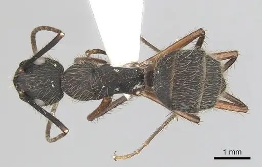 Camponotus rufipes specimen CASENT0249361 image casent0249361_1