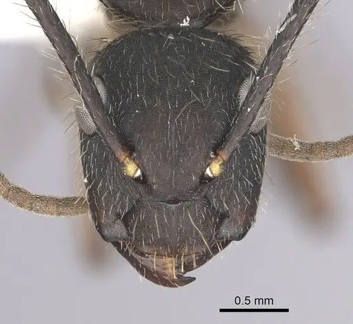 Camponotus rufipes specimen CASENT0249361 image casent0249361_2