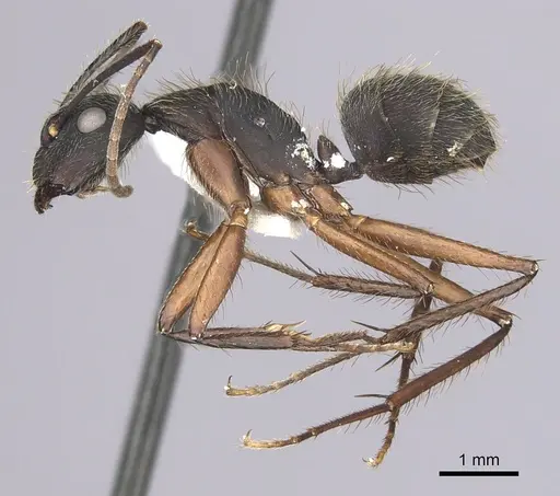 Camponotus rufipes specimen CASENT0249361 image casent0249361_3