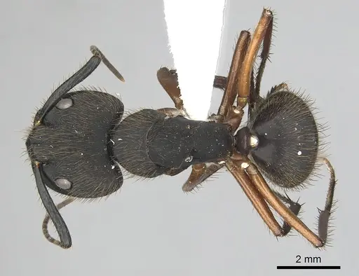 Camponotus rufipes specimen CASENT0249362 image casent0249362_1