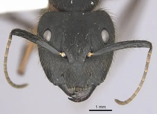Camponotus rufipes specimen CASENT0249362 image casent0249362_2