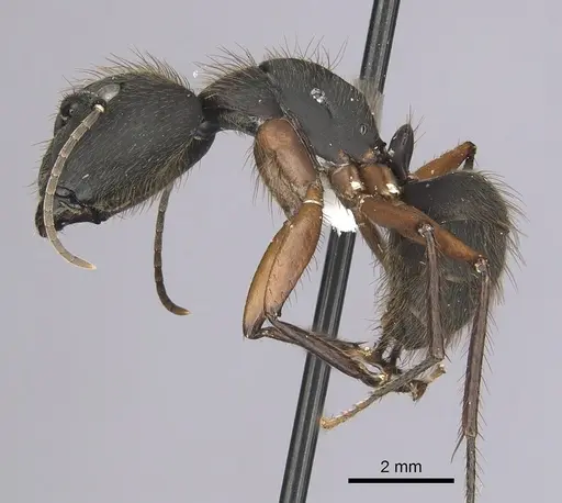 Camponotus rufipes specimen CASENT0249362 image casent0249362_3
