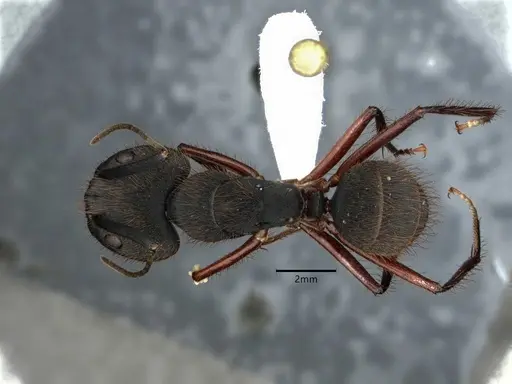 Camponotus rufipes specimen CASENT0886728 image casent0886728_1