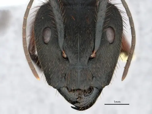 Camponotus rufipes specimen CASENT0886728 image casent0886728_2