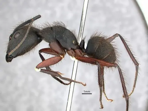Camponotus rufipes specimen CASENT0886728 image casent0886728_3