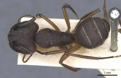 Camponotus rufipes specimen CASENT0905366 image casent0905366_1